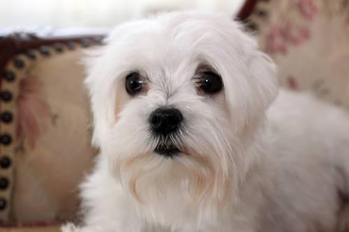 Two Female AKC Purebred Maltese Puppies - Available 3/22