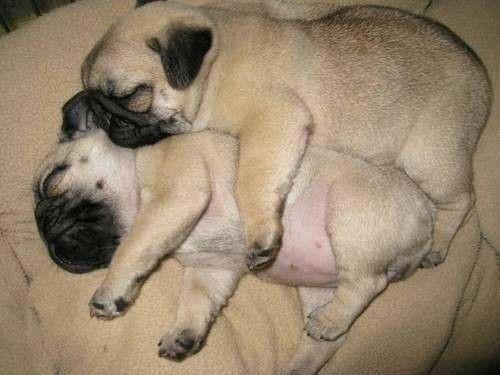 Two female pug puppies left