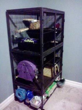 two grey chinchillas and HUGE cage!!