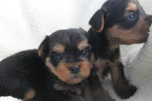 TWO LEFT ADORABLE MALE YORKIE BABIES *DESPOSITS STILL AT THIS TIME*