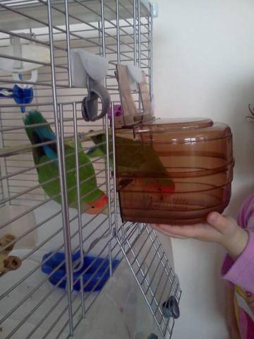 TWO LOVEBIRDS WITH THE CAGE