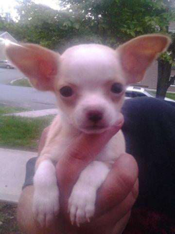 two male chihuahua pups looking for homes