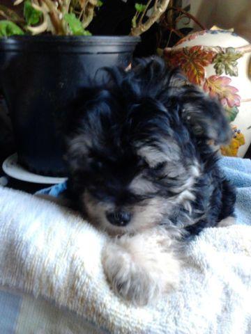 two male maltipoo pups for sale