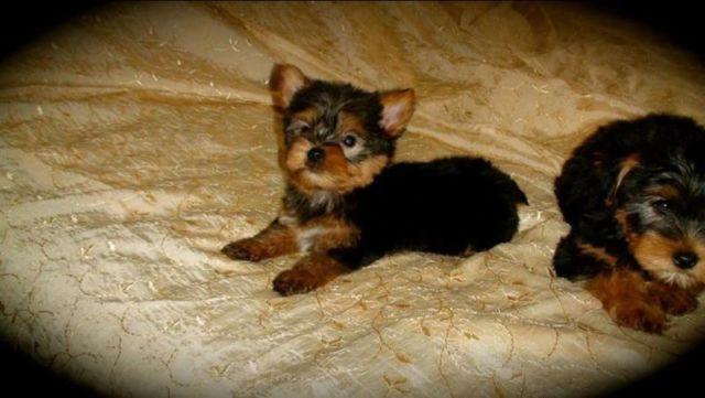 Two male Yorkie puppies
