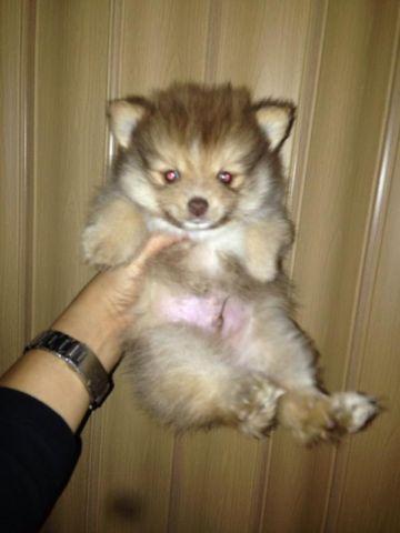 Two Pomeranian pups for sale!!!