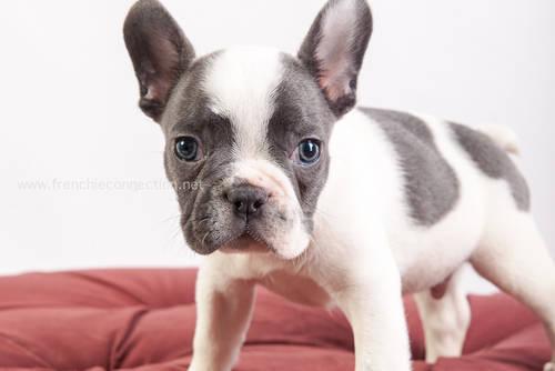 two puppies left. French bulldogs
