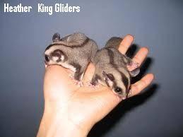 Two Sugar Gliders Looking For A New Home