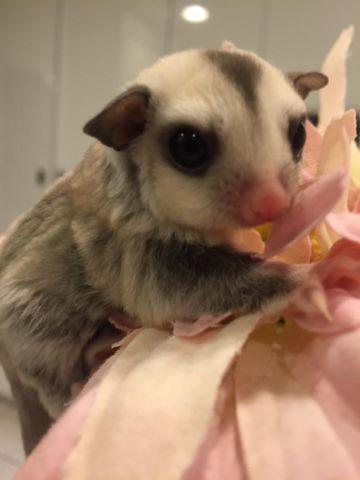 Two Sugar Gliders to good home