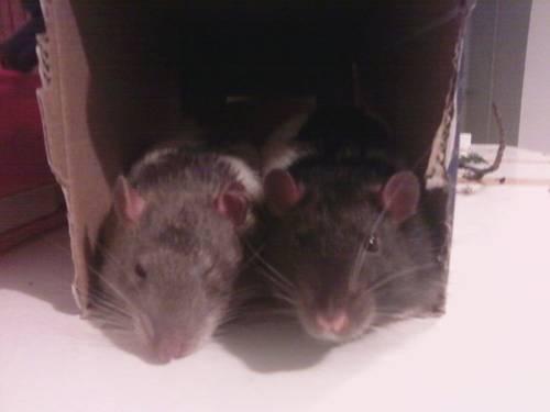 Two super cute rats