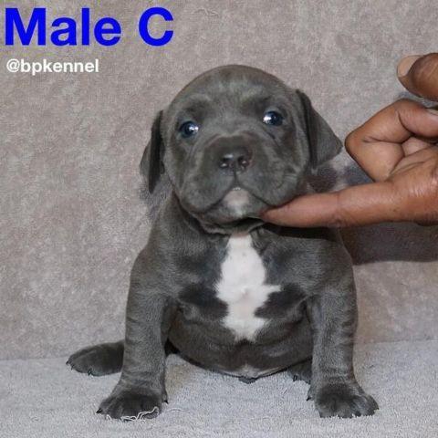 UKC American Bully Pitbull Puppies- 6 weeks old