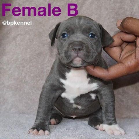 UKC American Bully Pitbull Puppies- 6 weeks old