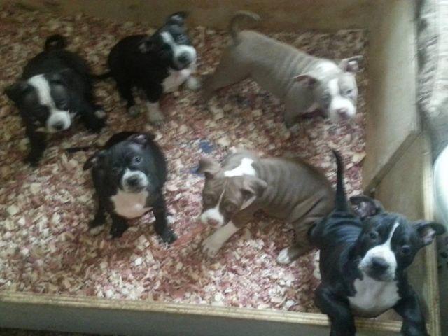 ukc american bully pups for sale 9 weeks old