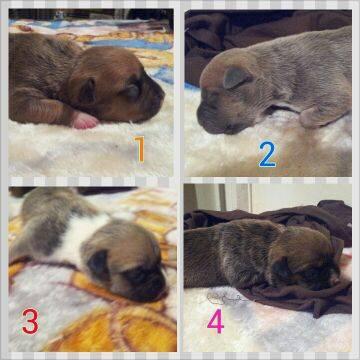 Ukc and Abkc puppys for sale