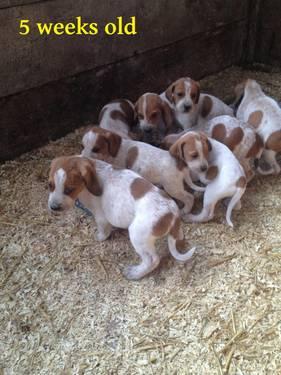 UKC English Coonhound Puppies