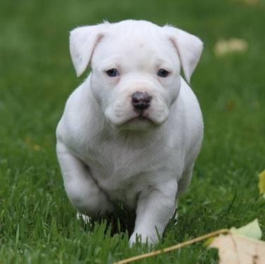 UKC registered American Pitbull Terrier