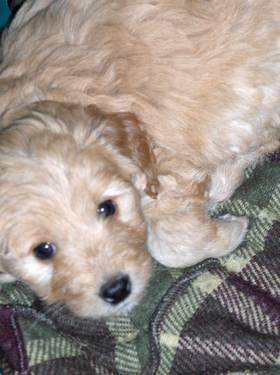 Upcoming Goldendoodle Litters!!!
