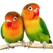 VALENTINE LOVEBIRDS