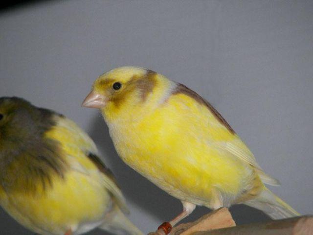 Varigated Russian Canaries