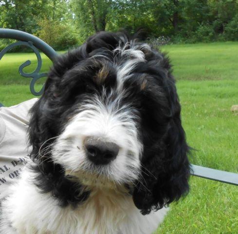VERY CUTE SPRINGERDOODLE PUPS AVAILABLE NOW