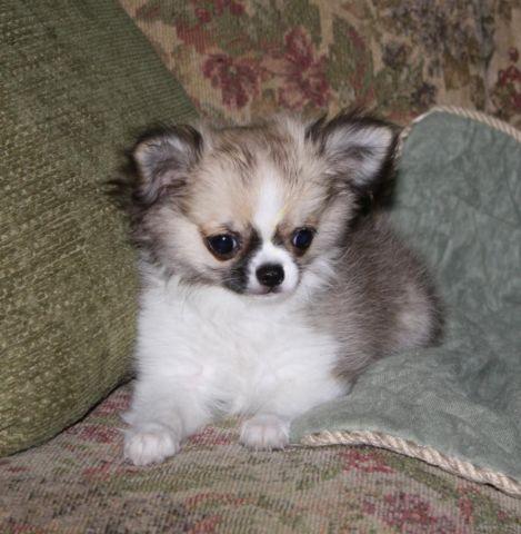 Very Handsome Male Chihuahua Puppy