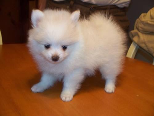 Very Nice Cream Pomeranian Puppy