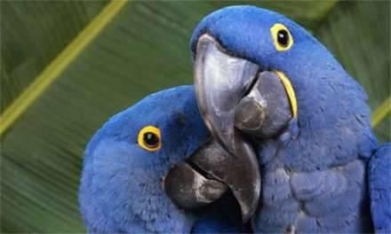 VERY PROVEN PAIR OF HYACINTH MACAWS FOR SALE !!!!