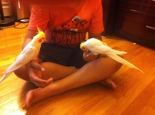 Very sweet friendly hand trained lutino cockatiel