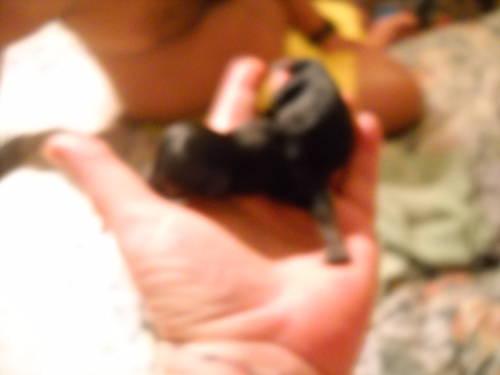 very tiny teacups 1/3 chihuahua and 2/3 rds yorkie pups 1 male left