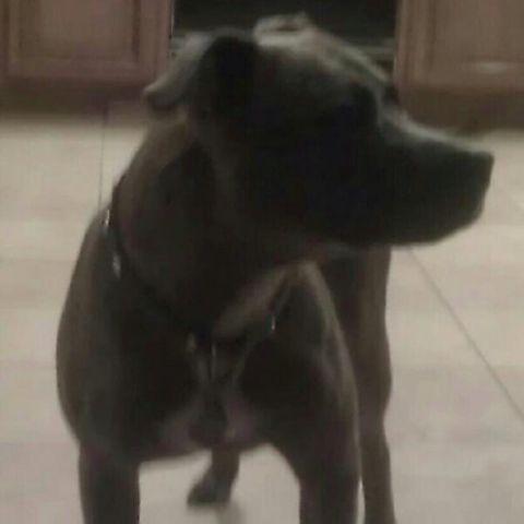 very well trained blue nose brindle pitbull, 5 years old, needs home!