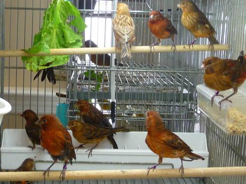 Vibrant Color Mahogany Canaries & Assorted Finches