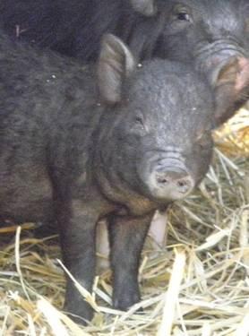 Vietnamese Pot Bellied - Charlotte - Small - Baby - Female - Pig