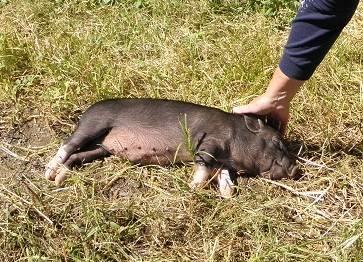 Vietnamese Pot Bellied - Dallas - Small - Baby - Male - Pig