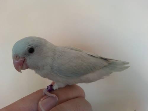 Visual Green Split To Green Pied Baby Female Parrotlet