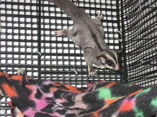 Want home for my Two sugar gliders.