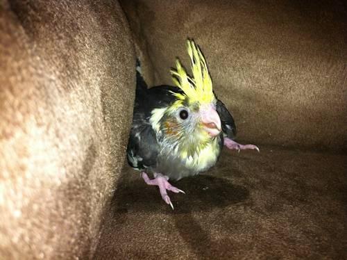 Want to Adopt baby cockatiel