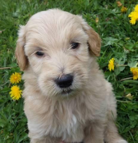 Wanted female goldendoodle