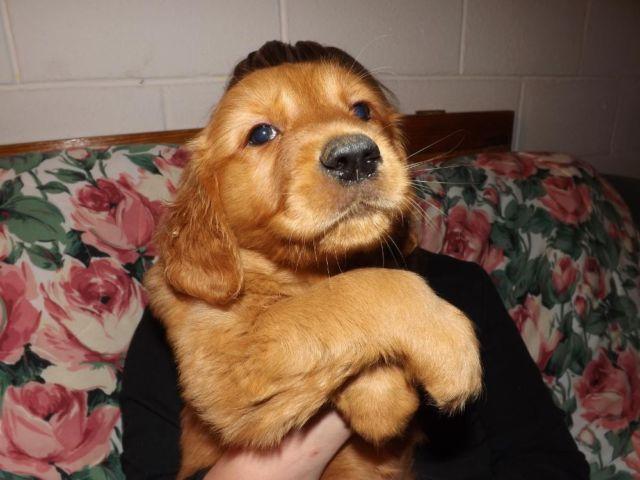 wanted male puppy golden akc 585 260 5020