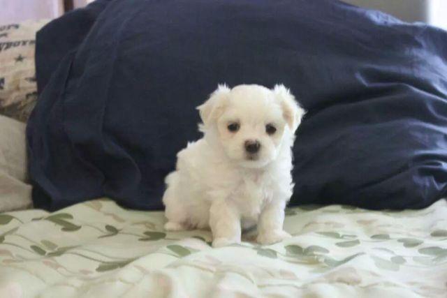 Wanted/Young Female[adult]Maltese for sale