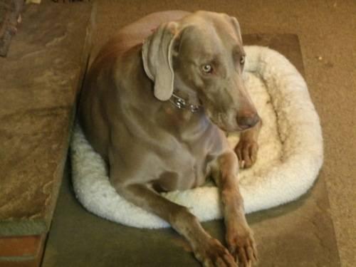 Weimaraner - Always Changing! - Large - Young - Male - Dog
