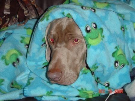 Weimaraner - Foster Homes & Vol - Large - Young - Dog