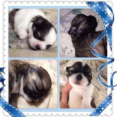 Westie Puppies-ACA registered-2 males, 3 females