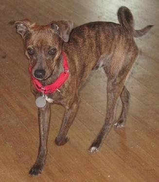Whippet - Russell - Small - Young - Male - Dog