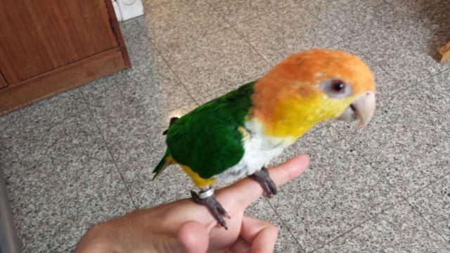 White bellied caique