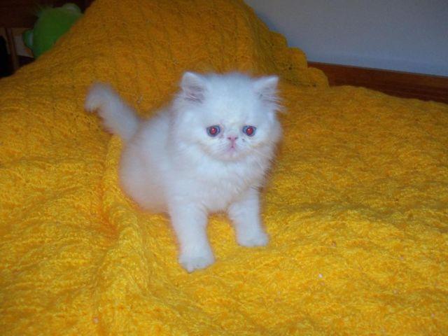 White Blue Eyes Extreme Teacup Persian Kittens Sale Brooklyn New York