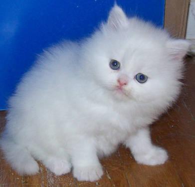White Blue Eyes Teacup Persian Himalayan Kittens Brooklyn New York