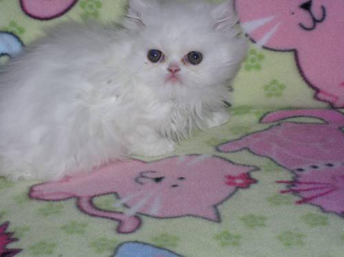 White Copper-Eyed Persian Kittens