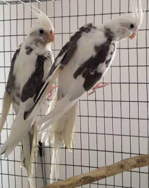 WHITE FACE HEAVY PIED MALE COCKATIELS