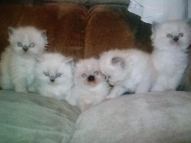 white himalayan persian kittens with shots and papers