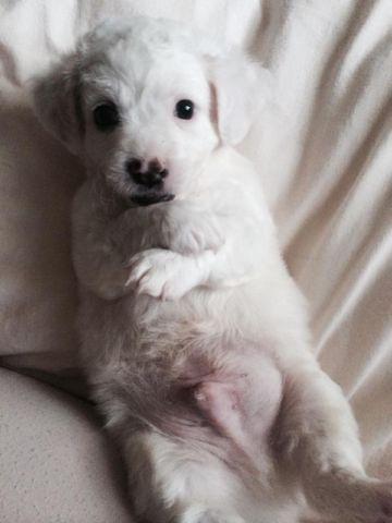 White Labrador puppy mix for sale by owner