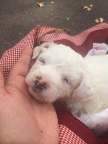 White Labrador puppy three weeks old for sale
